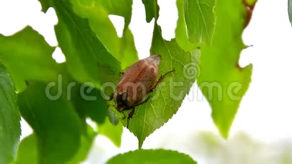公鸡甲虫吃树叶视频的预览图