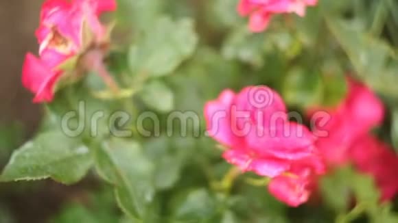 绿色背景下美丽的粉红色玫瑰花视频的预览图