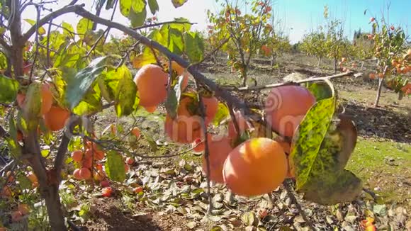 夕阳的光线下黄色和橙色的果树成熟的有机柿子果实生长在树上视频的预览图