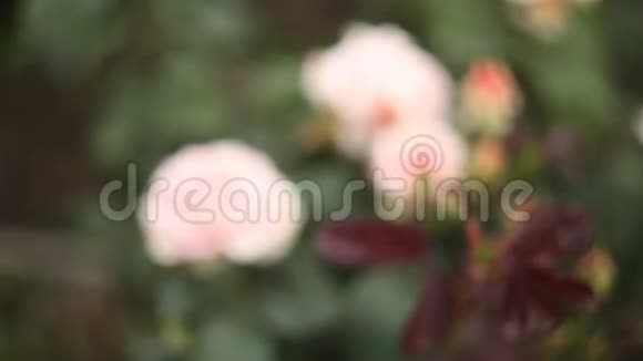 绿色背景下美丽的粉红色玫瑰花视频的预览图