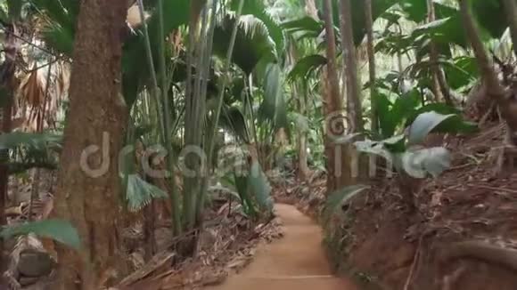 步行穿过塞舌尔普拉斯林岛的瓦莱迪马伊国家公园1视频的预览图