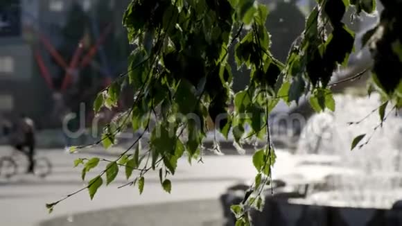 城市广场上人们带着孩子在夕阳下散步散心树枝杨树的绒毛四处飞舞视频的预览图