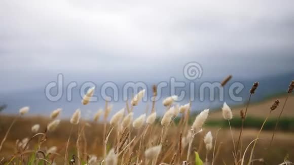 黑麦小穗在多云天气中随风摇曳景色优美视频的预览图