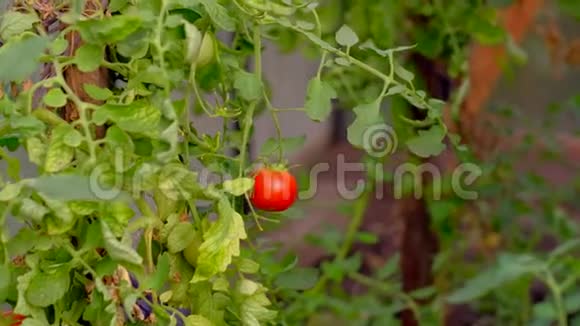 农夫的手从温室里的灌木丛中撕下一个成熟的番茄视频的预览图