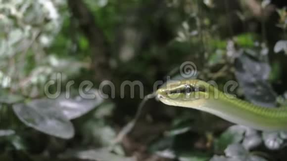一只红色尾绿色老鼠的慢镜头肖像视频的预览图