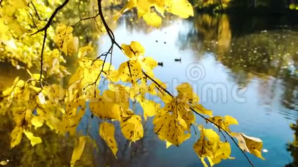 秋天公园里湖边一片随风摇曳的黄叶视频的预览图