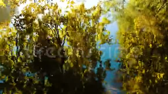 涟漪在水面上树木被反射在阳光明媚的秋天镜头移动视频的预览图