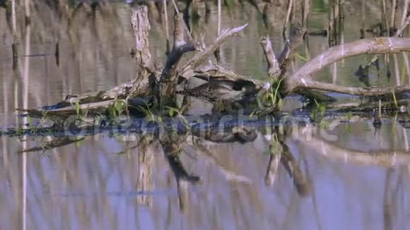 鸟沙鱼的雄性个体穿过沼泽寻找食物并吃它阳光明媚的夏日早晨视频的预览图