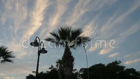 美丽的棕榈树顶部特写风把棕榈叶吹在夜空的背景上视频的预览图