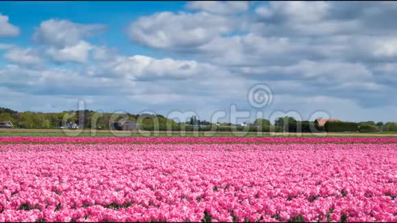 时间流逝荷兰阿姆斯特丹附近基肯霍夫地区的粉红色郁金香4k视频的预览图