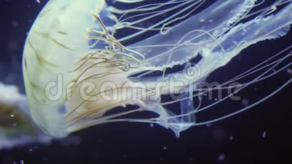 北海荨麻水母的慢镜头视频的预览图