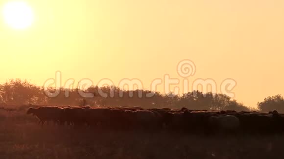 日落的羊群视频的预览图