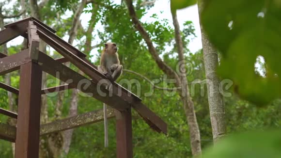 热带公园里的猕猴野性与人性视频的预览图