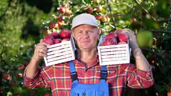 英俊的男农民举着装有红色成熟有机苹果的木箱的肖像微笑着在农场摘苹果视频的预览图