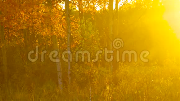 神奇的图片金色的圆圈在阳光下的阴霾在日落视频的预览图