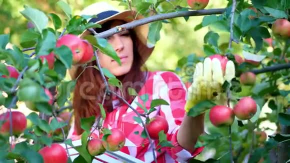 特写女农民或农学家戴着帽子和手套在果园里摘苹果阳光明媚视频的预览图