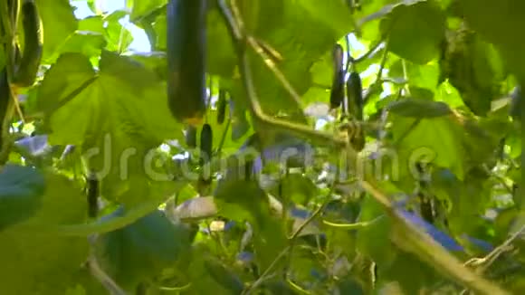 在阳光充足的田野上种植黄瓜视频的预览图