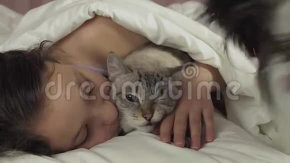 快乐少女在床上玩狗帕皮隆和泰国猫股票录像视频的预览图