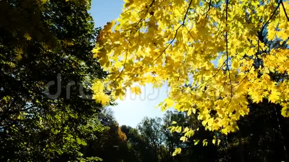 黄秋枫叶映照太阳视频的预览图