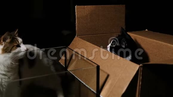 一只猫在盒子里用爪子打脸动作缓慢视频的预览图