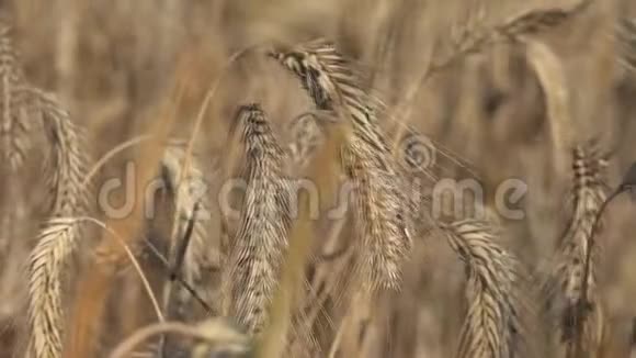 黑麦是一种广泛种植的草如谷物覆盖作物和饲料作物5视频的预览图