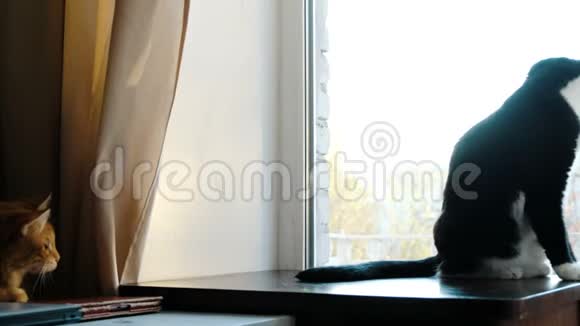猫打架在桌子上玩红宠物粘在黑猫身上滑稽地挥动爪子视频的预览图