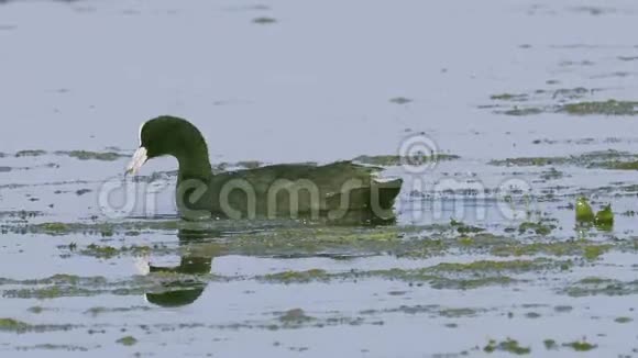 一只野鸟在湖里游泳一只库特正在寻找藻类并吃掉它们夏日晴朗的早晨视频的预览图