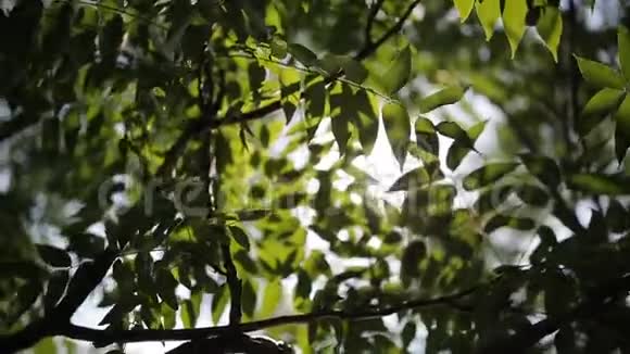 白桦树美丽的春天树枝的特写新鲜的绿叶和明亮的阳光透过实时视频的预览图