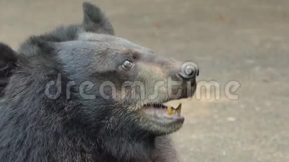 年轻的亚洲黑熊的脸视频的预览图