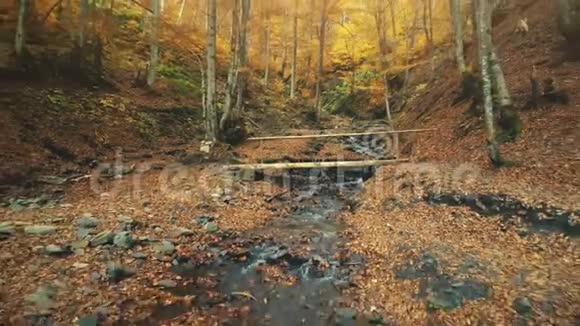 雄伟的秋高气爽的森林小溪风光视频的预览图