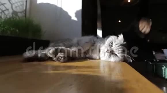 一只灰色的猫在阳光下蠕动享受阳光滑动相机移动视频的预览图