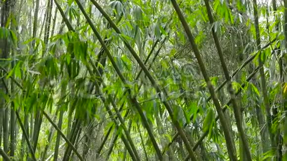 带着清新风的竹林视频的预览图