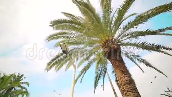 摄像机围绕着站在公园里的棕榈树移动旁边是街灯柱视频的预览图