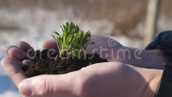 手拿着绿色的小芽一个人手里拿着一颗带着黑土的发芽特写视频的预览图