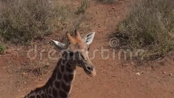 在萨凡纳非洲长颈鹿的头看着镜头乞求视频的预览图