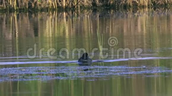 一只野鸟在湖里游泳一只库特正在寻找藻类并吃掉它们夏日晴朗的早晨视频的预览图