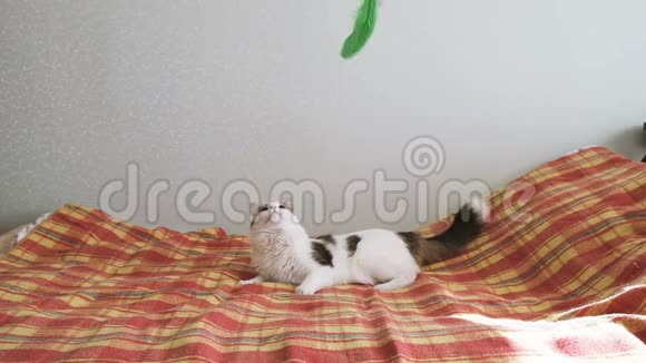 白猫在床上玩羽毛一只宠物在缓慢地旋转着视频的预览图
