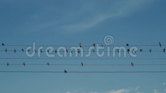 鸟儿坐在电线上叽叽喳喳视频的预览图