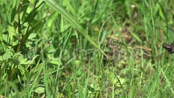 蜻蜓宽体追逐器或宽体达特Libellula低沉器降落在绿色的草叶上减速16倍视频的预览图