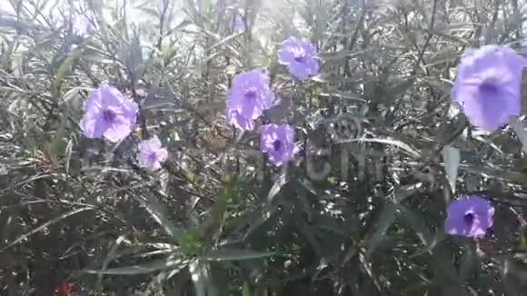 阳光下田野里美丽的花朵视频的预览图