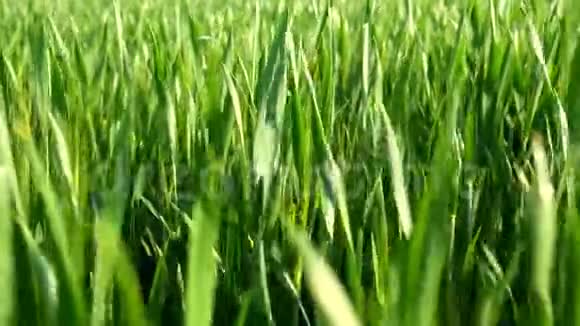 天然绿野小麦风吹视频的预览图