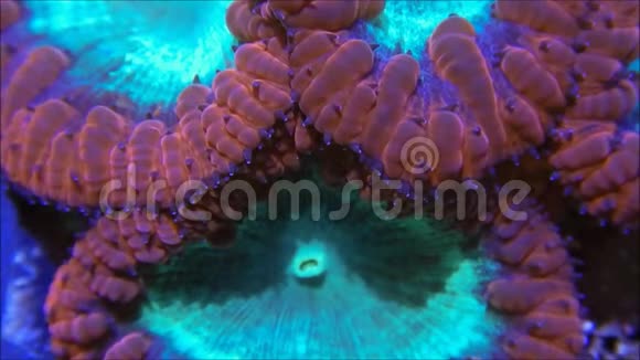 橙色和绿色的Blastomussa珊瑚视频的预览图