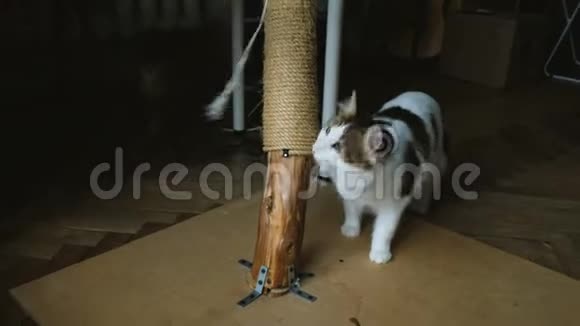 人与猫玩绳子猫在抓挠的柱子上磨爪子视频的预览图