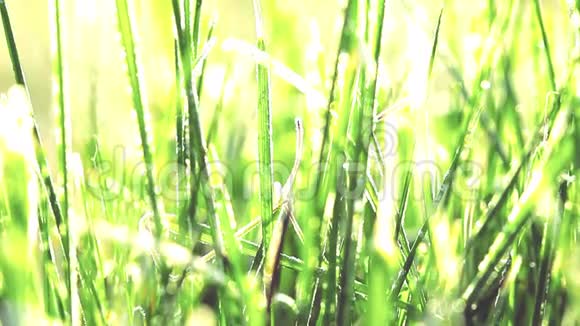 一滴露水滴在绿草上时间流逝视频的预览图