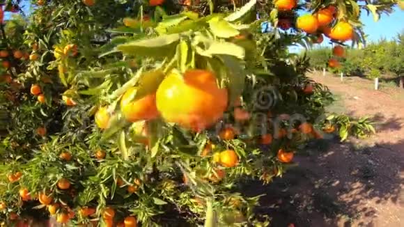 夕阳的光线下黄色和橙色的果树成熟的有机柿子果实生长在树上视频的预览图