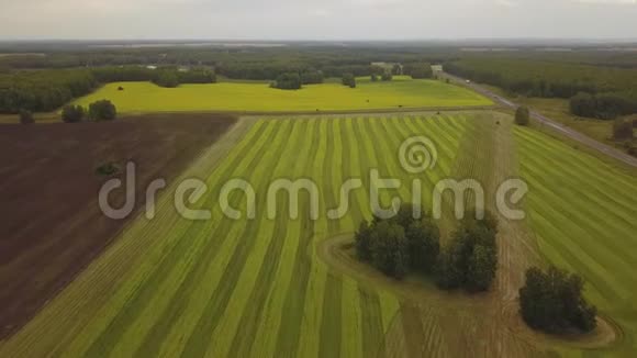 在小麦的土地上飞行视频的预览图