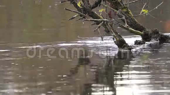 河中的古树视频的预览图