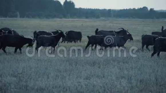日落时田野里的山羊群视频的预览图