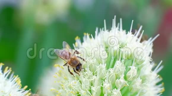 蜜蜂在花上蜜蜂从花中采集花蜜视频的预览图