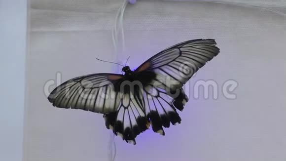 来自热带的蝴蝶视频的预览图
